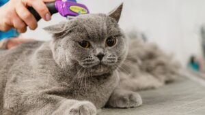 a cat being groomed